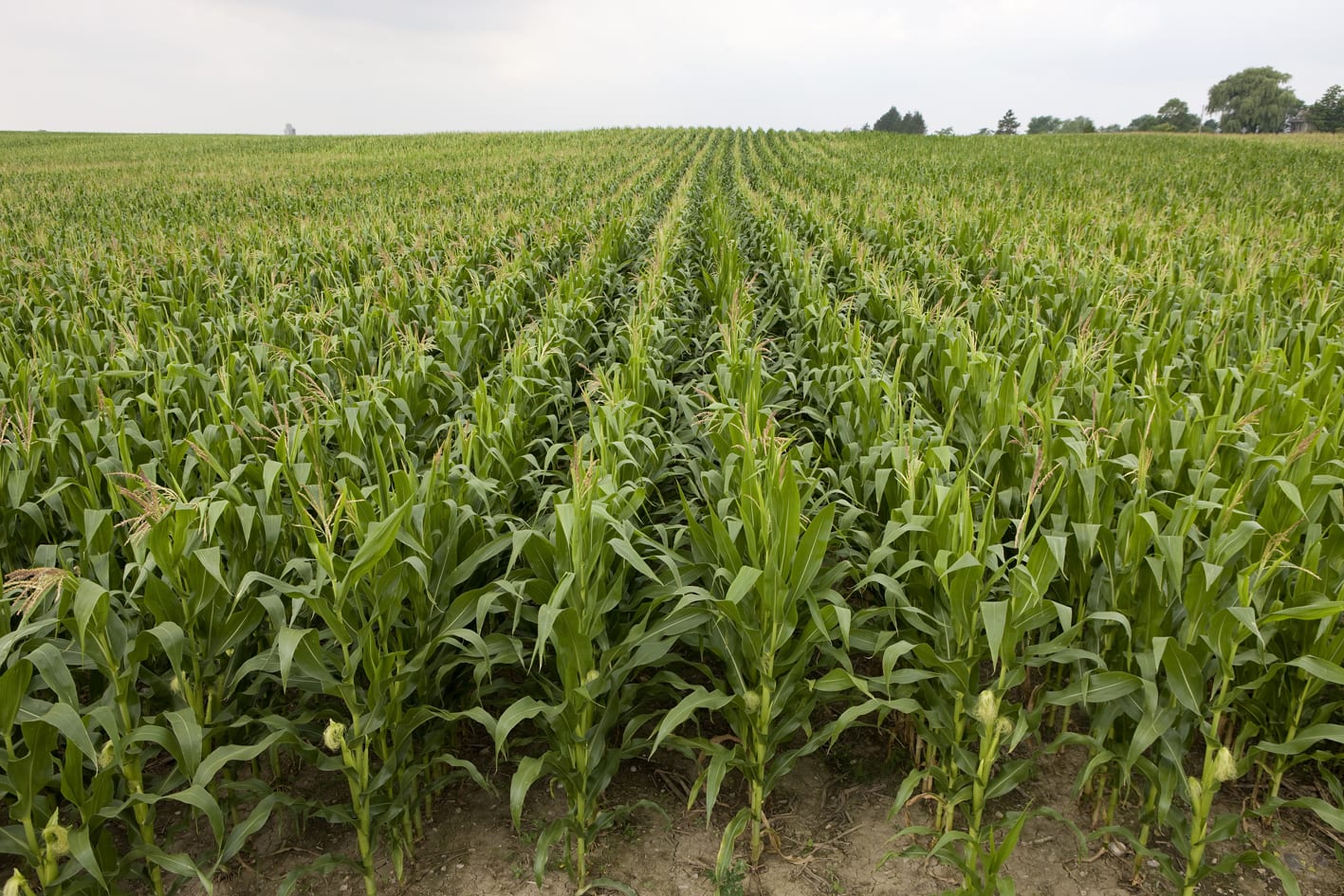 minagri agricultura an