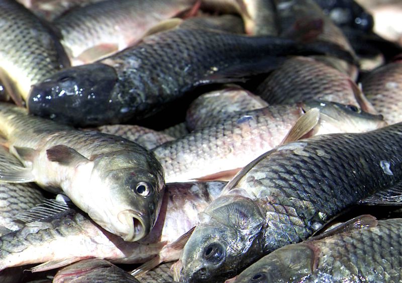peixe aquacultuura rir 2