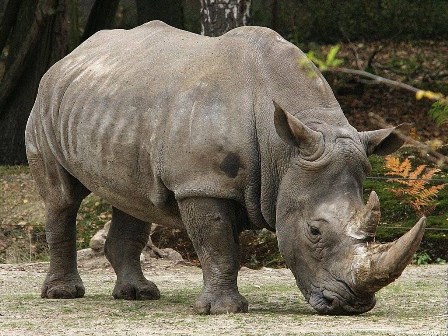 África do Sul: 130 rinocerontes mortos por caçadores furtivos nos primeiros três meses do ano
